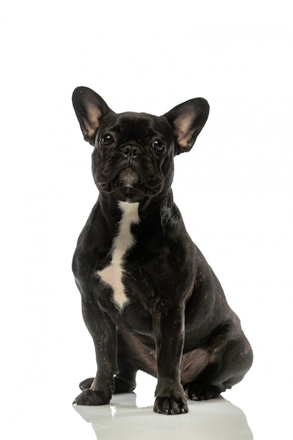 Schwarze französische Bulldogge. Porträt eines Hundes.