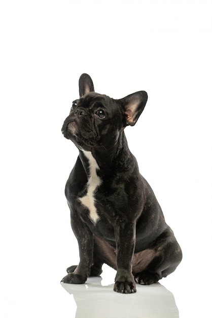 Schwarze französische Bulldogge. Porträt eines Hundes.