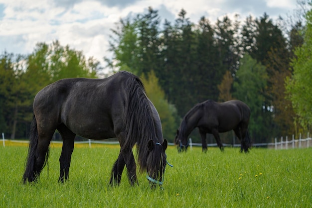 Schwarze friesische Pferde auf der Weide Tschechien