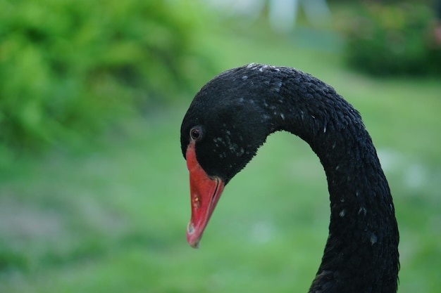 Schwarze Gans, die auf grünem Gras steht