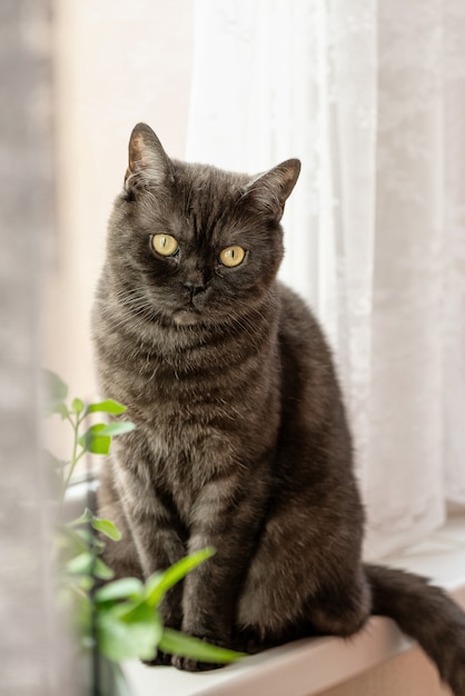 Schwarze getigerte Katze sitzt auf Fensterbank nahe den Topfpflanzen