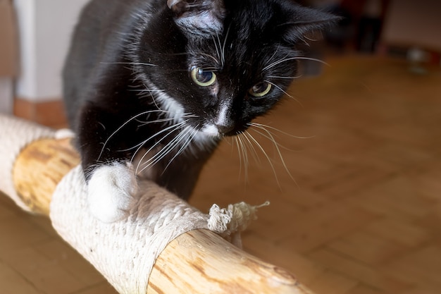 Schwarze Hauskatze, die begeistert den behelfsmäßigen Katzenbaum inspiziert, der zu Hause auf dem Boden liegt. Kletterbaum - wichtiges Gerät für die Aktivität der Hauskatze. Nahansicht. Selektiver Fokus. Platz kopieren.