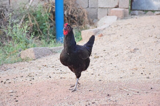 Schwarze Henne im Hof