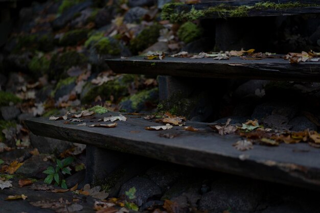 Foto schwarze holztreppen in der nähe mit braunen herbstblättern