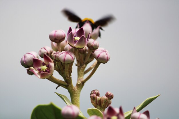 Schwarze Hummel, die auf der Arche-Pflanze sitzt.