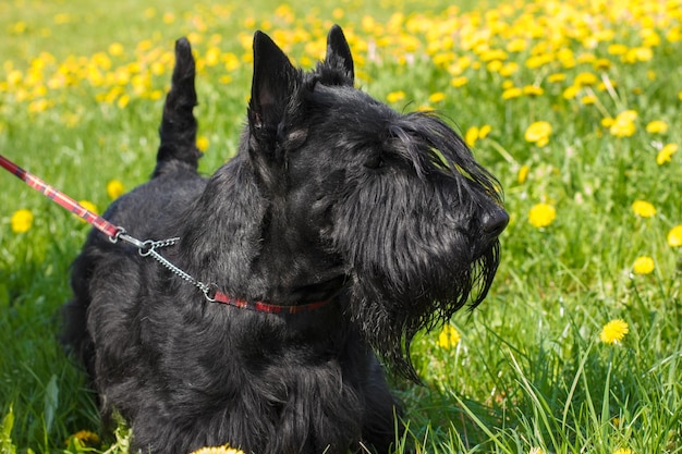 Schwarze Hunderasse Scottish Terrier