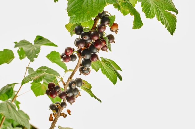 Schwarze Johannisbeere auf den Ästen der Buschbeeren