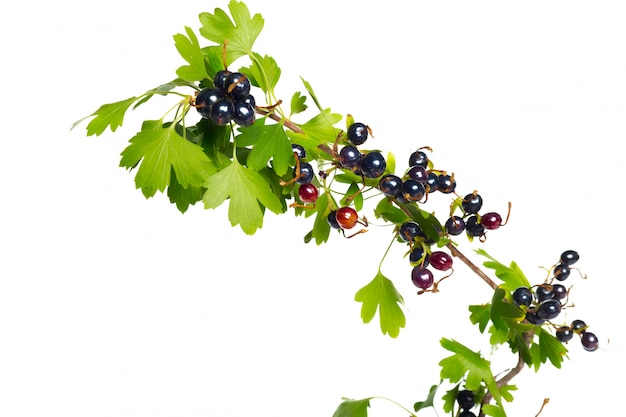 Schwarze johannisbeere der beeren mit grünem blatt. frisches obst, isoliert.