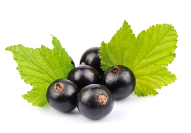 Schwarze Johannisbeeren auf weißem Hintergrund