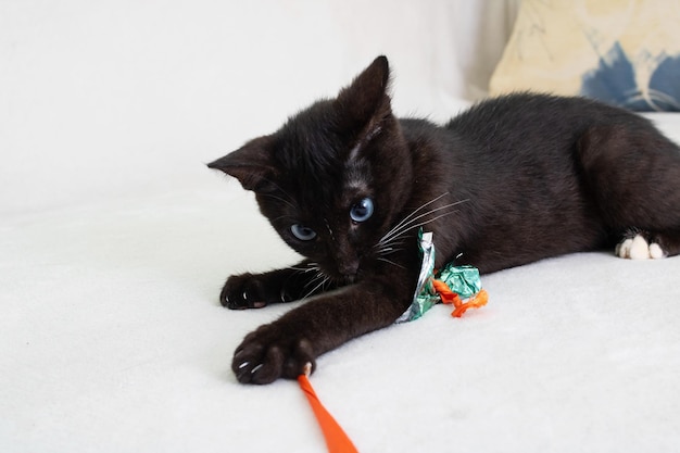 Foto schwarze junge katze, die mit spielzeugnahaufnahme spielt