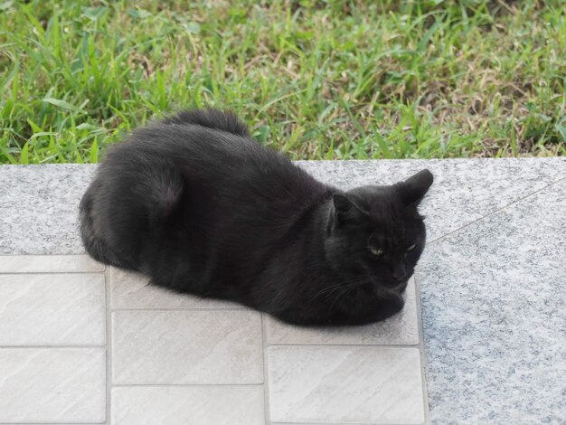 Schwarze Katze auf dem Boden