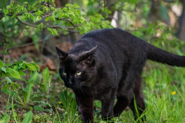 Foto schwarze katze auf dem feld