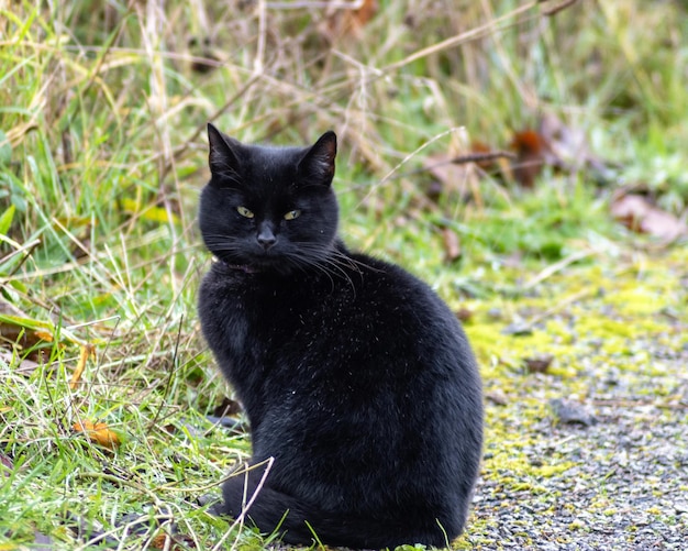 Foto schwarze katze auf dem feld