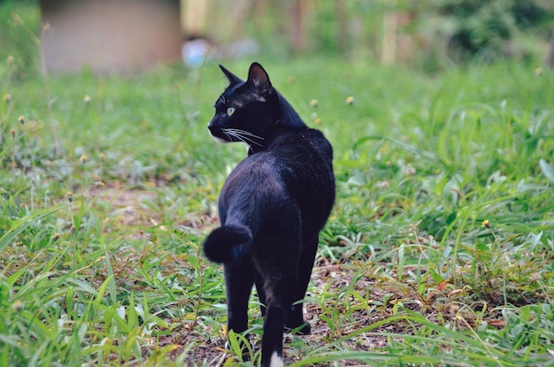 Foto schwarze katze auf dem feld