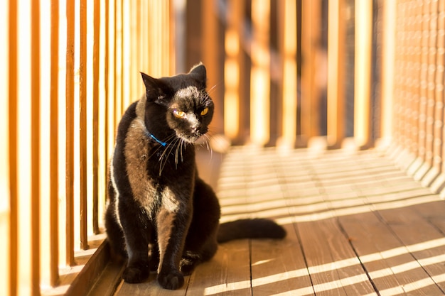 Schwarze Katze auf einem Balkon