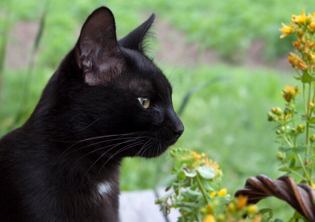 Schwarze Katze auf einem Hintergrund aus Gras und Blumen, die wegschauen