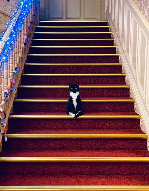 Foto schwarze katze auf einer treppe