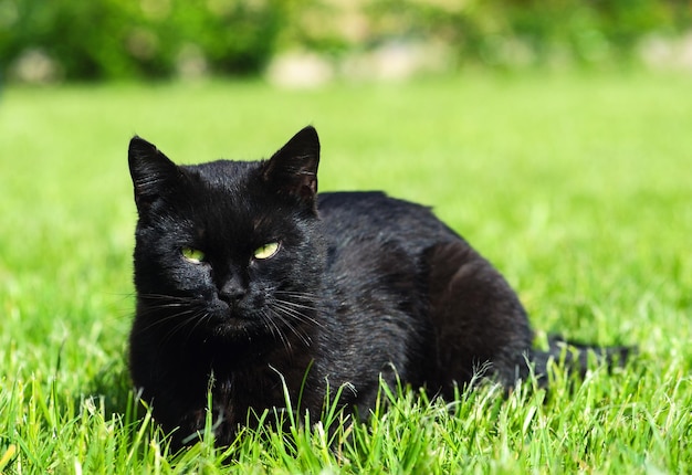 Schwarze Katze auf grünem Hintergrund