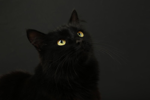 Schwarze Katze auf schwarzem Hintergrund mit leuchtend gelben Augen