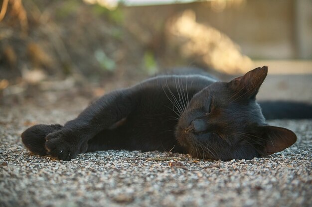 Schwarze Katze, die auf dem Boden liegt, während sie ungestört schläft.