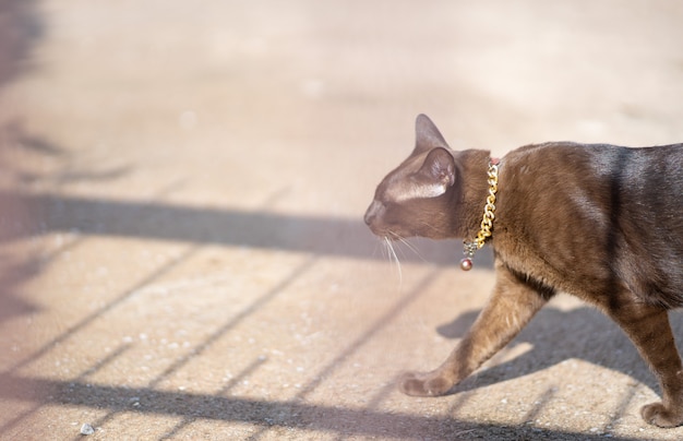 Schwarze Katze, die auf der Straße geht