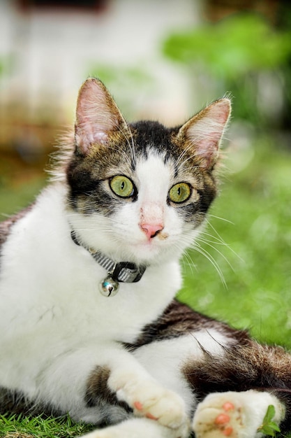 Schwarze Katze, die auf grünem Gras spielt Nette Katze, die auf dem Gras spielt