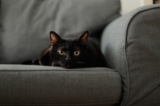 schwarze Katze, die die Kamera betrachtet, die auf dem Sofa sitzt