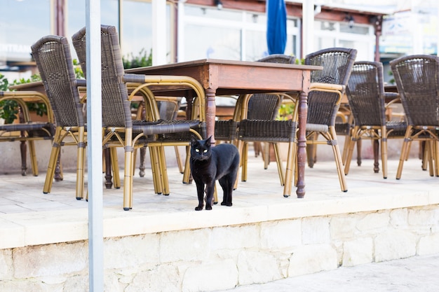 Schwarze Katze, die draußen im Straßencafé spazieren geht