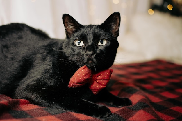 Schwarze Katze, die eine rote Fliege trägt