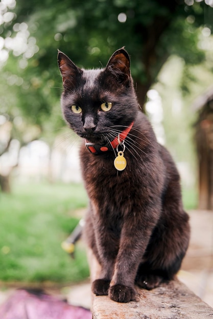 Schwarze Katze, die im Garten sitzt