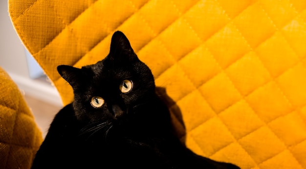 Schwarze Katze, die in einem gelben Stuhl oben horizontale Ansicht copyspace liegt