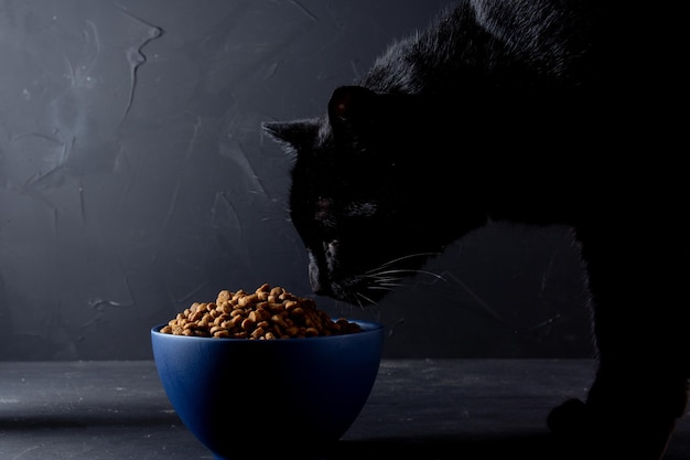 Schwarze Katze, die Katzenfutter auf dunklem Hintergrund isst