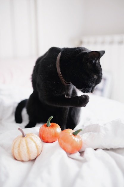 Schwarze Katze, die Krallen und Kürbisse auf dem Bett feilt.