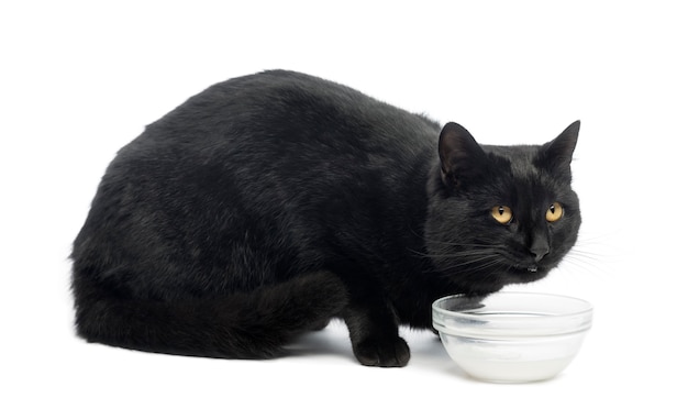 Schwarze Katze, die Milch trinkt, isoliert