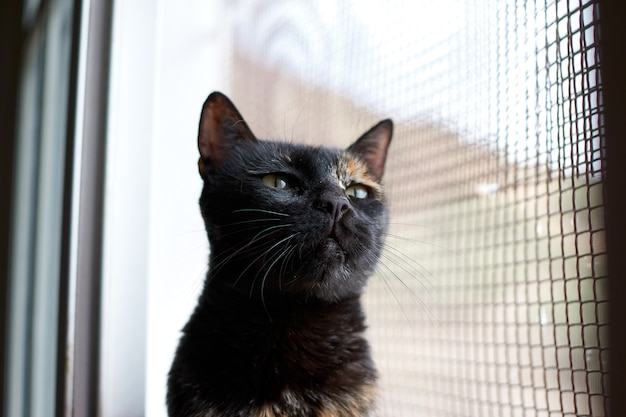 Schwarze Katze, die nahe einem Fenster steht