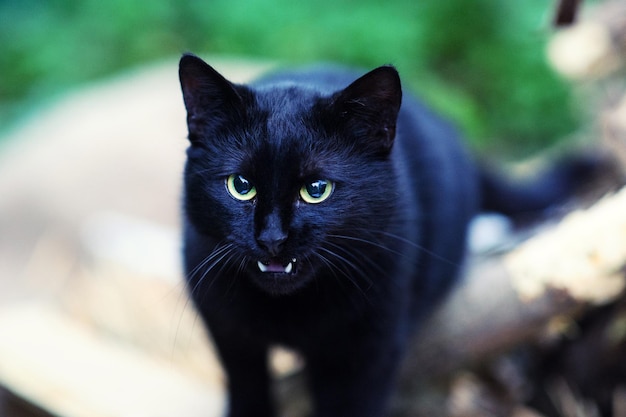 Schwarze Katze im Freien