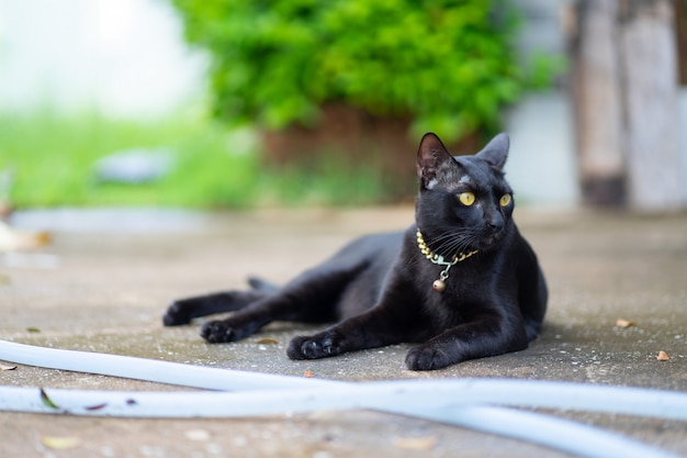 Schwarze Katze im Garten