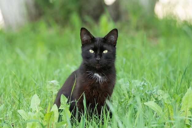 Schwarze Katze im Gras