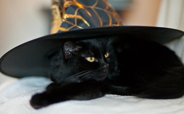 Schwarze Katze in einem Hexenhut für Halloween