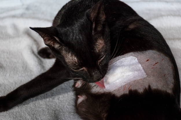 Schwarze Katze leckt Wunde vom Kastrieren