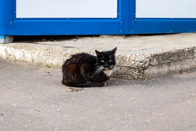 Schwarze Katze liegt auf dem Bürgersteig in der Nähe