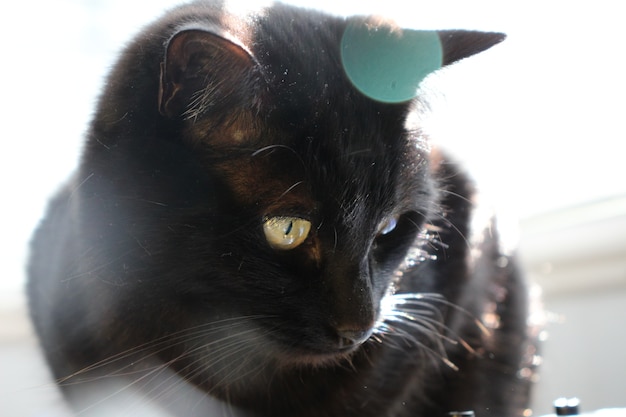 Schwarze Katze mit Bokeh