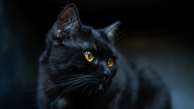 Schwarze Katze mit gelben Augen schließen