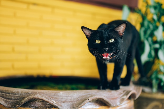 Schwarze Katze mit gelben Augen zischt