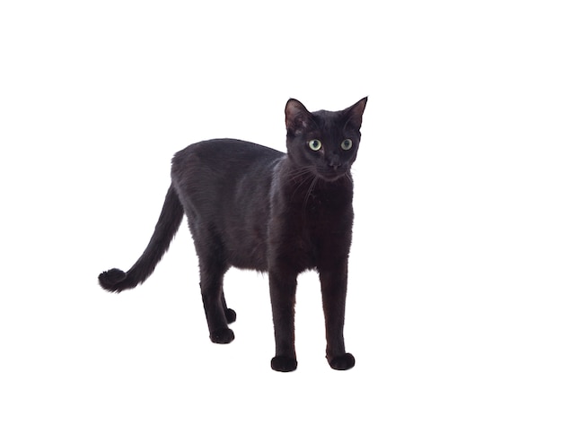 Foto schwarze katze mit gelben augen