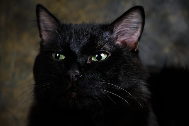 Schwarze Katze mit grünen Augen, alter Wandhintergrund