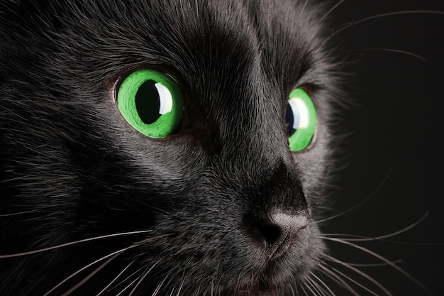 Schwarze Katze mit grünen Augen Nahaufnahme