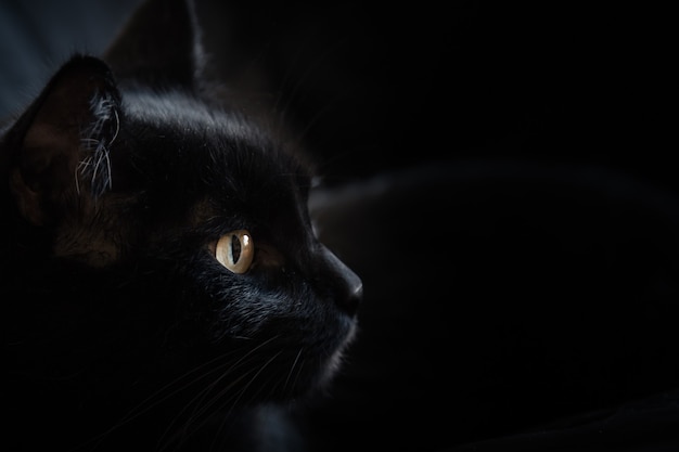 Schwarze Katze mit leuchtenden Augen vor schwarzem Hintergrund