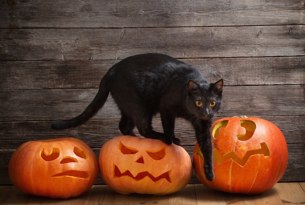 Schwarze Katze mit orange Halloween Kürbis auf Holz