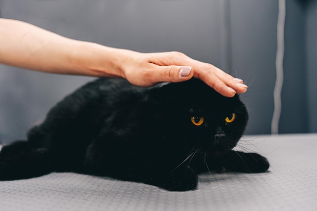 Schwarze Katze mit orangefarbenen Augen